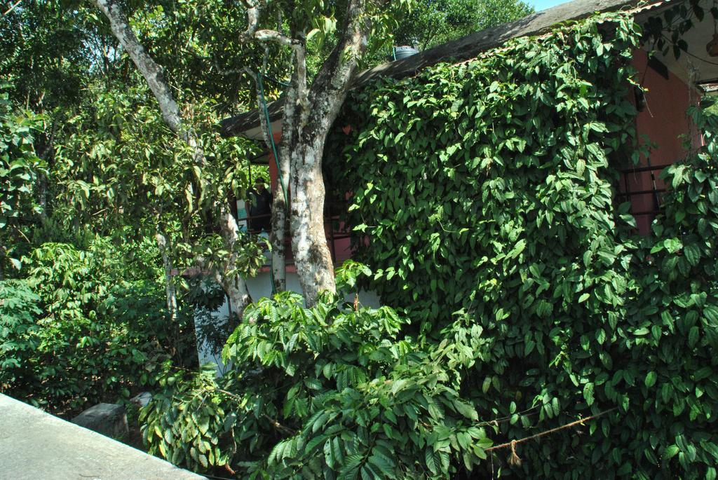 Jungleparadiso Homestay Thekkady Exterior foto