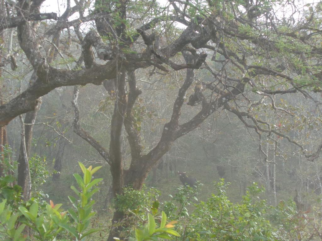 Jungleparadiso Homestay Thekkady Exterior foto