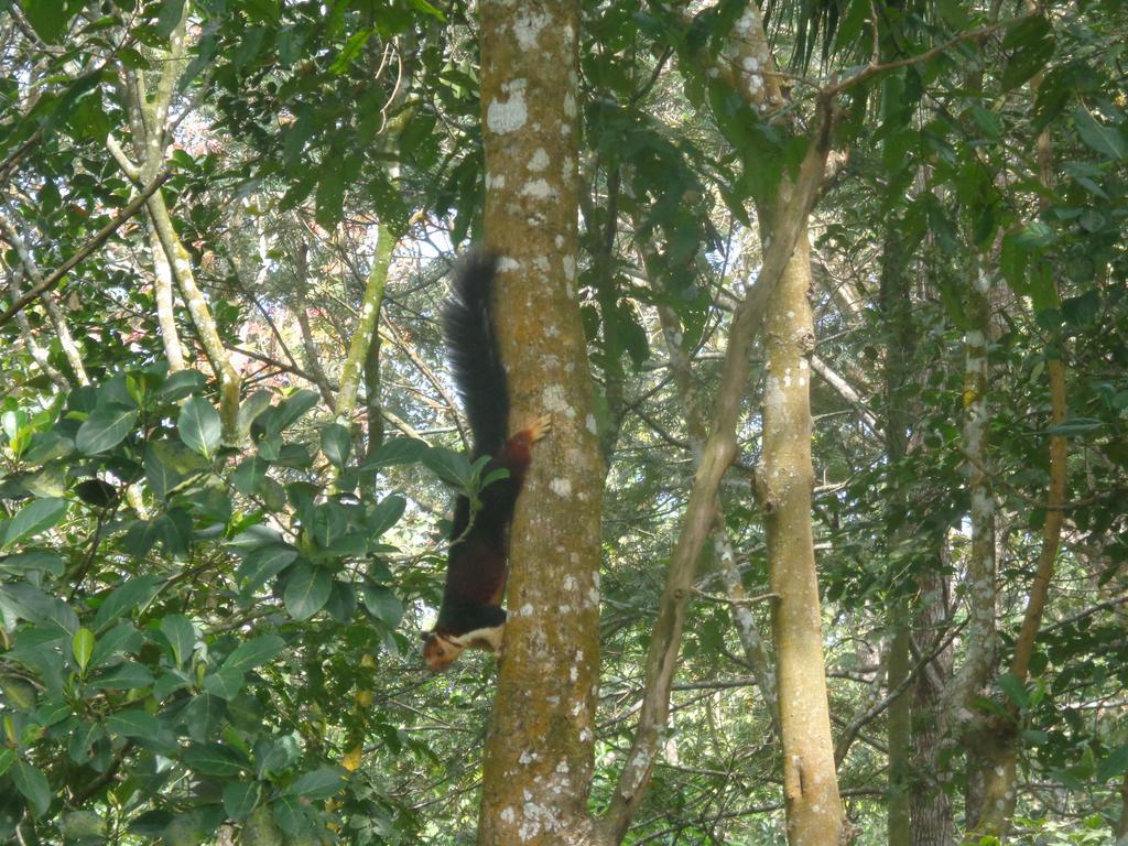 Jungleparadiso Homestay Thekkady Exterior foto